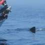 AI and citizen science combine to help save sharks