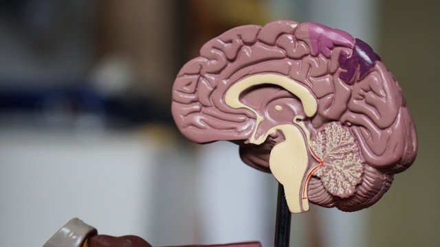 alzheimer’s-and-parkinson’s-research-advanced-with-low-cost-“ring-inserts”