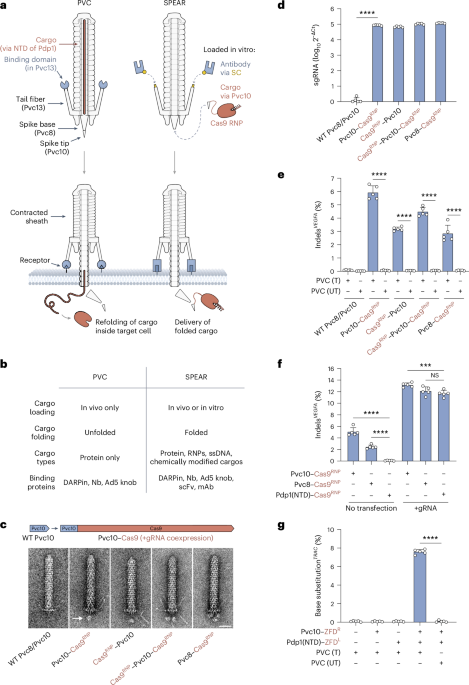 targeted-delivery-of-diverse-biomolecules-with-engineered-bacterial-nanosyringes