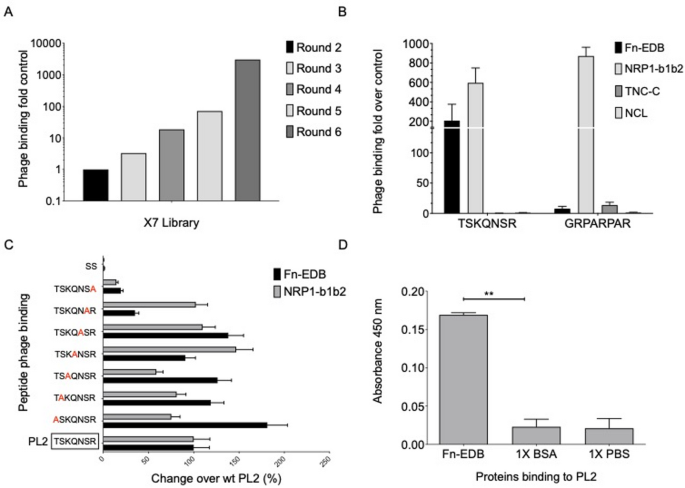 targeting-oncofetal-fibronectin-and-neuropilin-1-in-solid-tumors-with-pl2-peptide