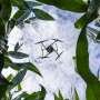 Drones can more efficiently measure health of corn plants, study finds