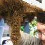 weaver-ants-reveal-secrets-of-superefficient-teamwork-for-robot-design