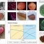 Biomaterials offer sustainable path for future foods and global food security