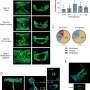 Microfluidic device captures blood vessel splitting in action
