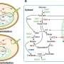Ready for market: Engineered yeast boosts clean, cost-efficient chemical production