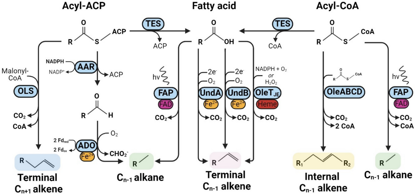 Directed evolution of hydrocarbon-producing enzymes