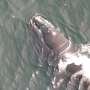 Deepfake whales could be a key conservation tool
