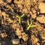 New pesticides provide challenging alternatives to neonicotinoids