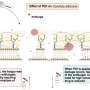 laser-therapy-boosts-effectiveness-of-antifungal-drugs-against-resistant-candida