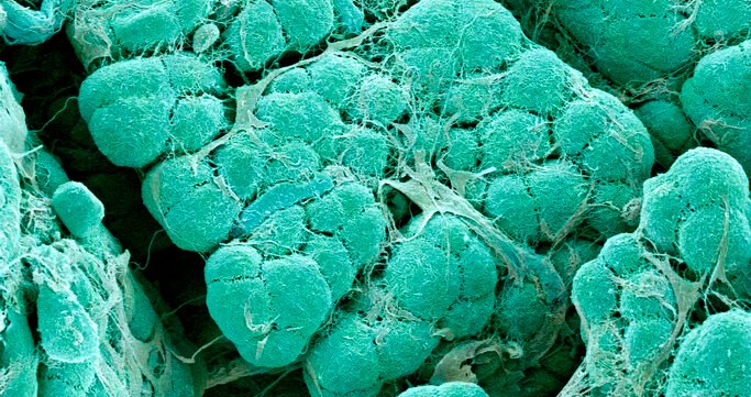 oxygenated-implant-sustains-insulin-cells-in-rats,-no-immunosuppression