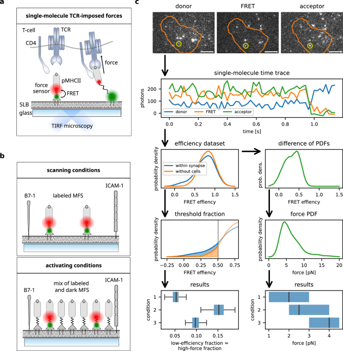 cd4+t-cells-create-a-stable-mechanical-environment-for-force-sensitive-tcr:pmhc-interactions