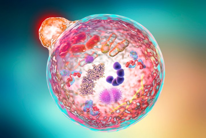 pancreatic-precancer-cells-in-mice-reveal-autophagy-defects,-protein-clumps