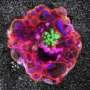 human-embryo-implantation-recorded-in-real-time-for-the-first-time