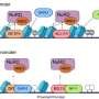 chemical-tag-crispr-technique-could-transform-genetic-disease-treatment