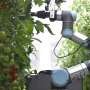 flowers-redesigned-for-robots:-gene-editing-and-ai-promise-faster-crop-breeding