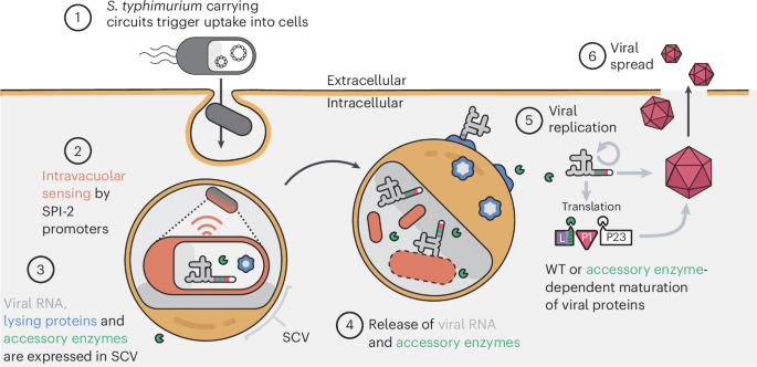 engineered-bacteria-launch-and-control-an-oncolytic-virus