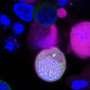 Lab-grown stem cells initiate key steps of human egg and sperm formation