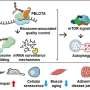 Unlocking a mechanism for longevity: Study identifies key to slowing aging via RNA regulation