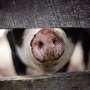 Model reroutes livestock trucks to reduce risk of infection