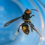 Deploying electric harps and muzzles to protect bees from Asian hornets
