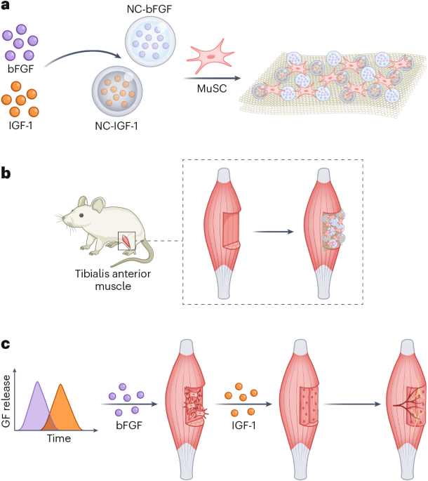 Orchestrated growth factor release for muscle restoration