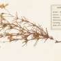 Botanical time machines: AI is unlocking a treasure trove of data held in herbarium collections
