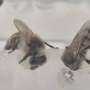 Saving bees with superfoods: Engineered supplement boosts colony reproduction