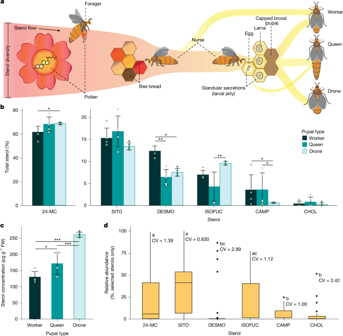 Engineered yeast provides rare but essential pollen sterols for honeybees