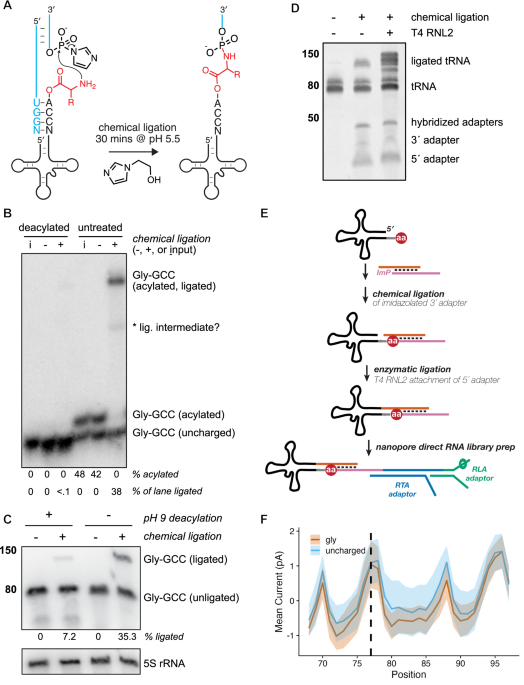 Nanopore sequencing of intact aminoacylated tRNAs