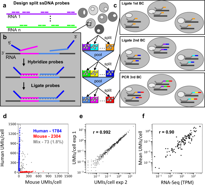 HybriSeq: probe-based device-free single-cell RNA profiling
