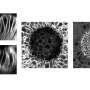 Tissue origami: Using light to study and control tissue folding
