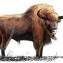 Giant cows hunted to extinction in 1627. Now, their ancestor is making comeback