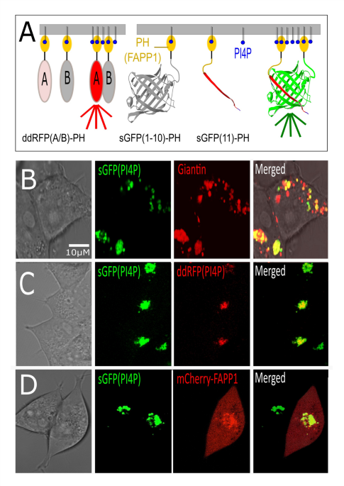 dynamic-assessment-of-pi4p-metabolism-using-split-gfp-based-sensors