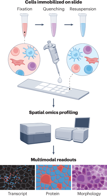 imaging-based-multimodal-profiling-of-single-cells-with-stamp