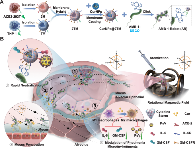 Biomimetic magnetobacterial microrobots for active pneumonia therapy