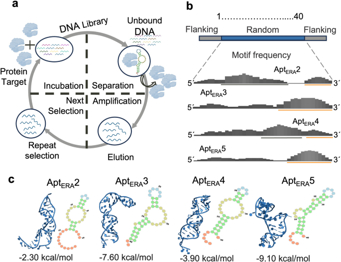 DNA aptamer AptERA 2 targets ERA from Staphylococcus aureus and limits GTP hydrolysis
