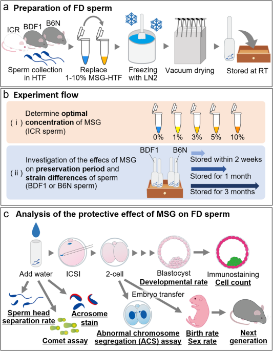monosodium-glutamate-enhances-freeze-dried-mouse-sperm-quality-during-room-temperature-storage