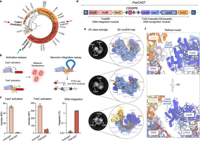 structure-guided-engineering-of-type-i-f-casts-for-targeted-gene-insertion-in-human-cells