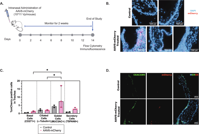 aav-mediated-muc5ac-sirna-delivery-to-prevent-mucociliary-dysfunction-in-asthma