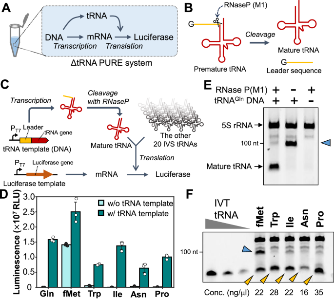 simultaneous-in-vitro-expression-of-minimal-21-transfer-rnas-by-trna-array-method
