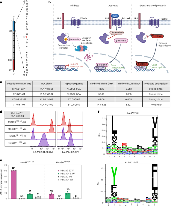 tcr-engineered-t-cells-targeting-a-shared-β-catenin-mutation-eradicate-solid-tumors