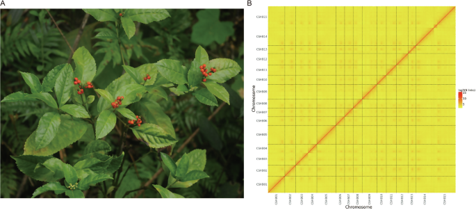 highly-contiguous-genome-of-the-medicinal-plant-sarcandra-glabra-(thunb.)-nakai