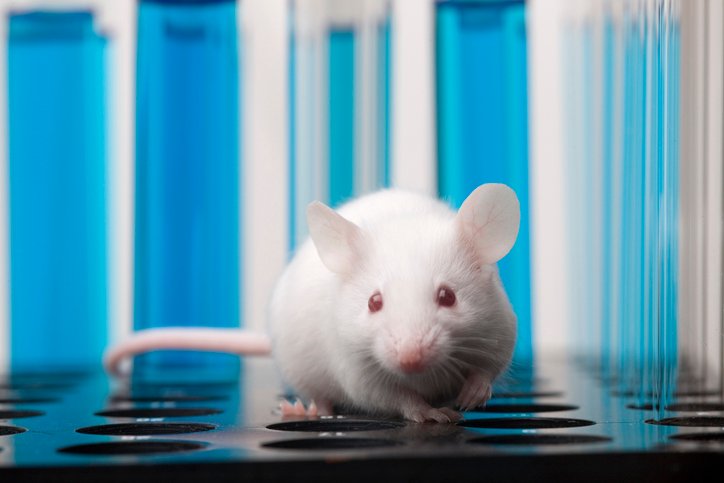 gut-immune-system-reshaped-by-alzheimer’s-disease-in-mice