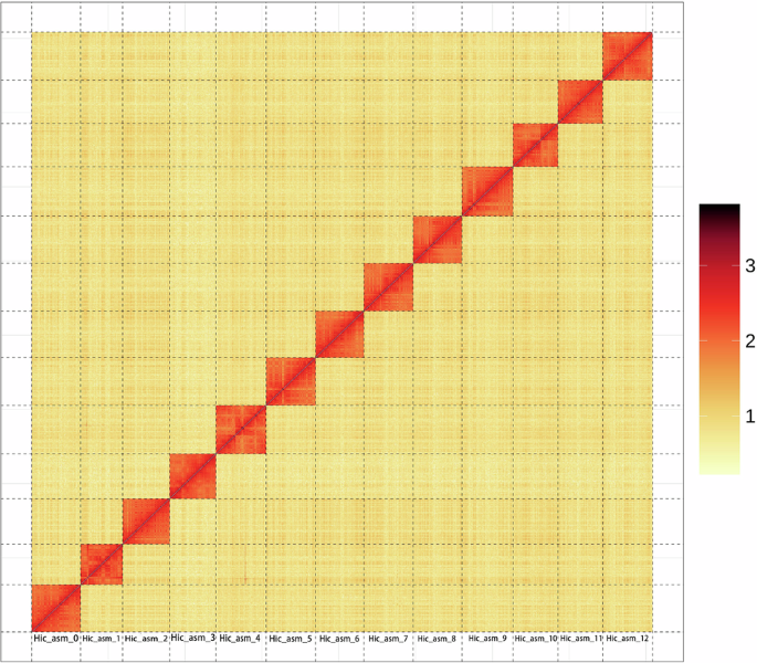 chromosome-level-genome-assembly-of-the-caddisfly-stenopsyche-angustata-(insecta:-trichoptera)