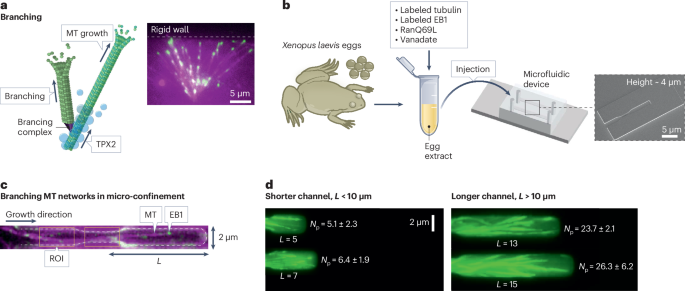 a-search-and-branch-mechanism-for-microtubule-sensing