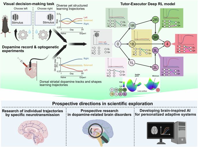 dopamine-as-a-teaching-signal:-understanding-its-role-in-shaping-individual-behavior