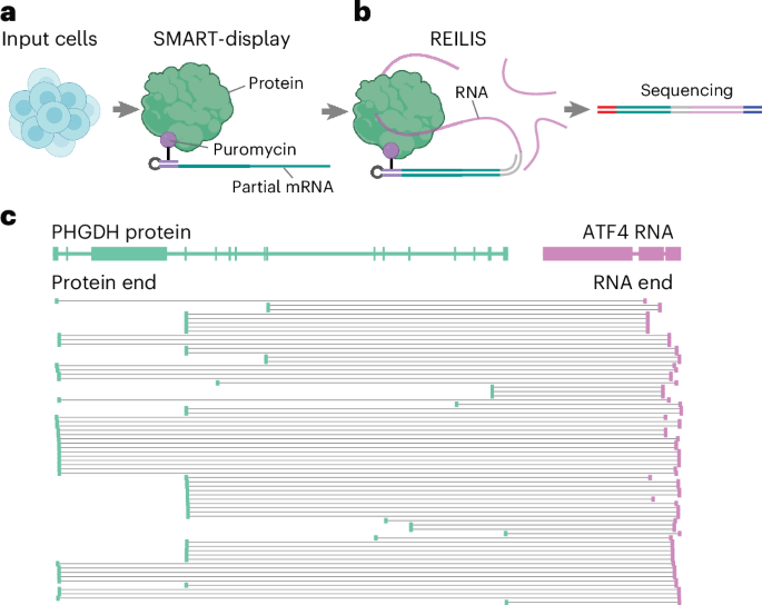 Genome-wide mapping of RNA-protein associations through sequencing