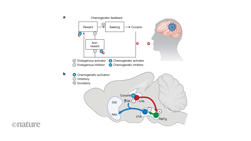 cocaine-activated-ion-channels-engineered-to-break-the-loop-of-addiction-in-rats