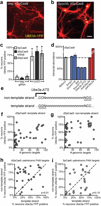 aav-dcas9-vector-unsilences-paternal-ube3a-in-neurons-by-impeding-ube3a-ats-transcription
