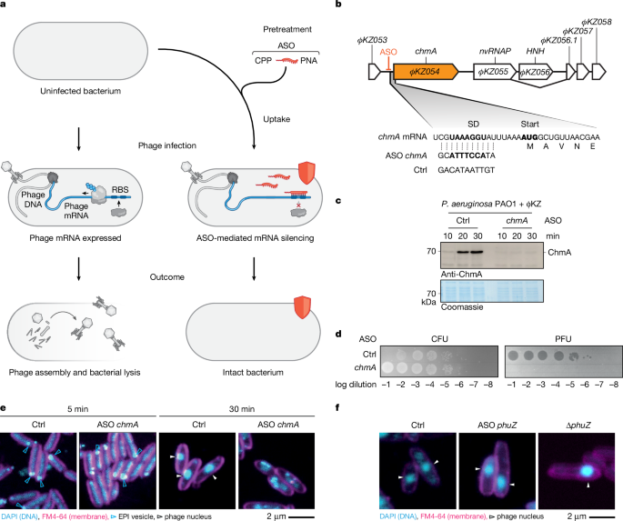 programmable-antisense-oligomers-for-phage-functional-genomics